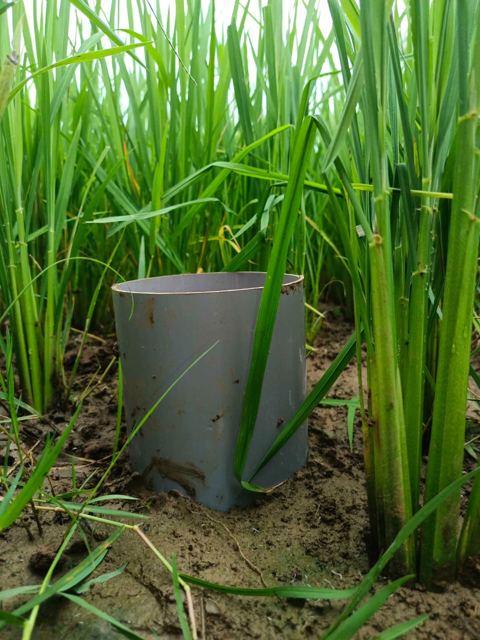 Alternate Wetting And Drying